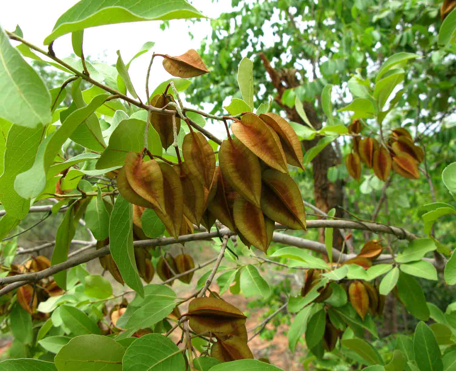 Combretum collinum Combretum collinum