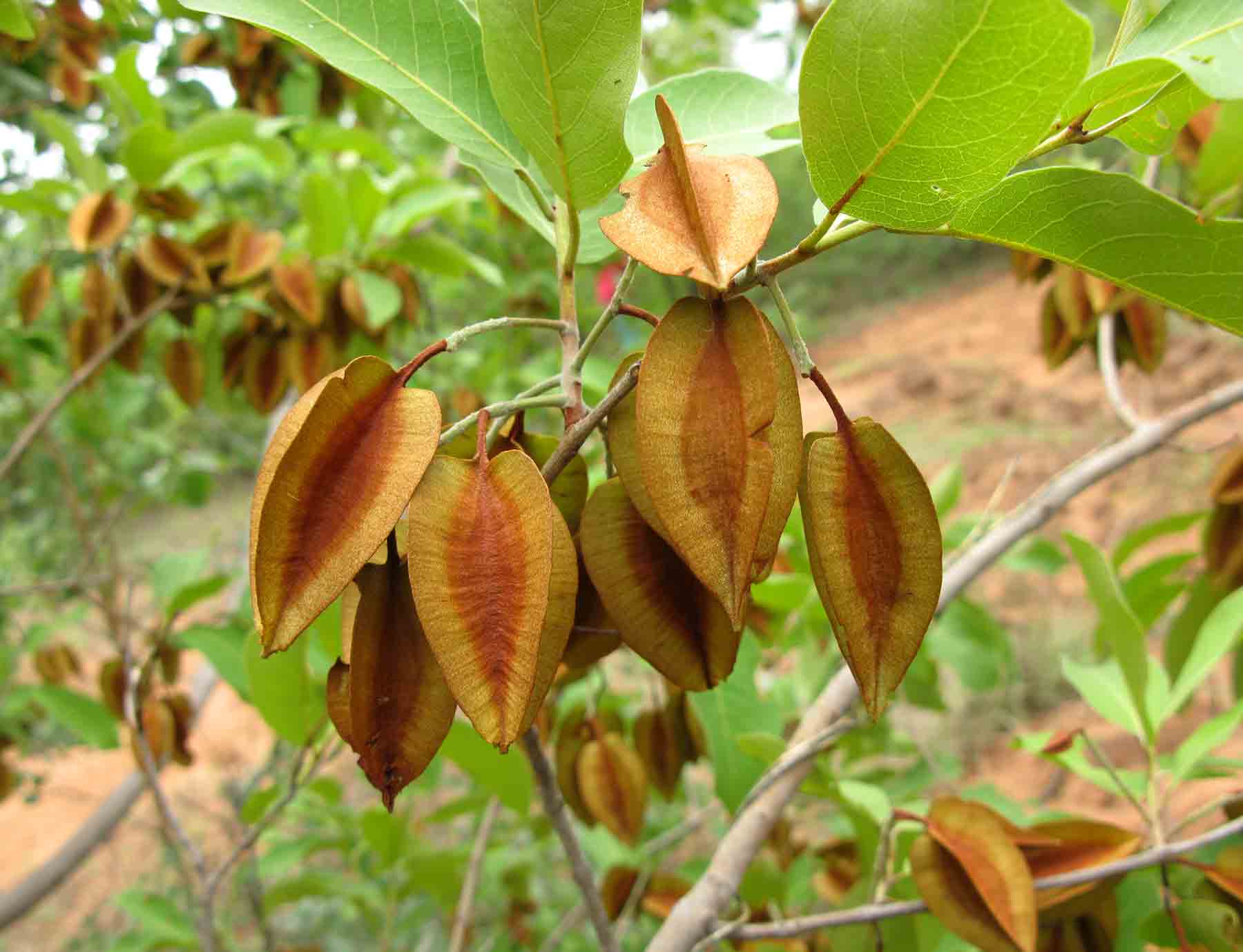 Combretum collinum Combretum collinum