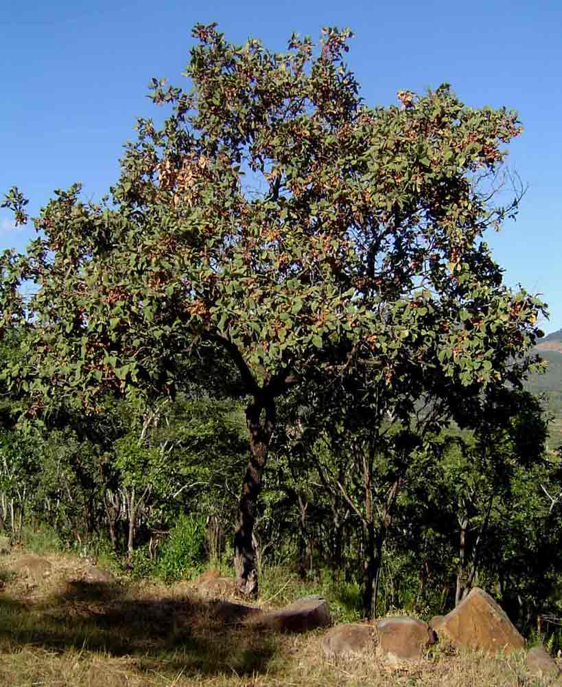 Combretum molle Combretum molle