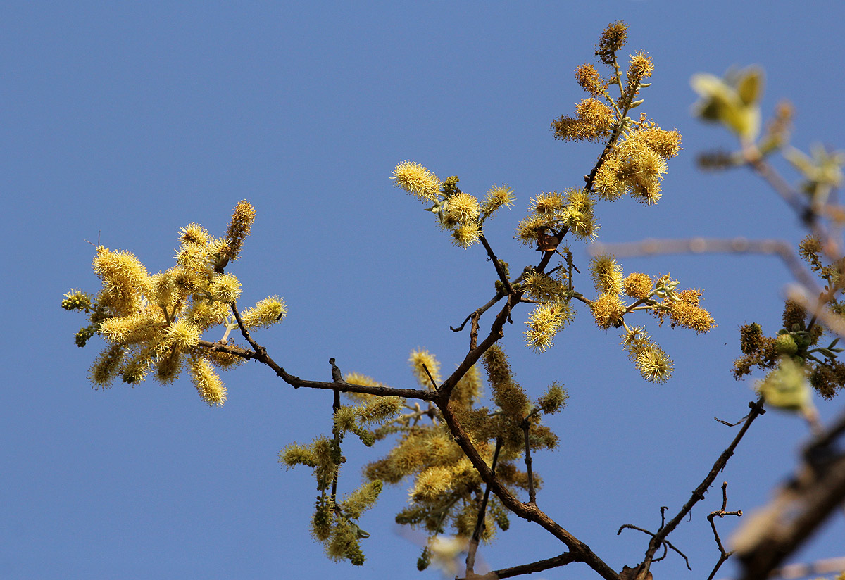 Combretum molle Combretum molle