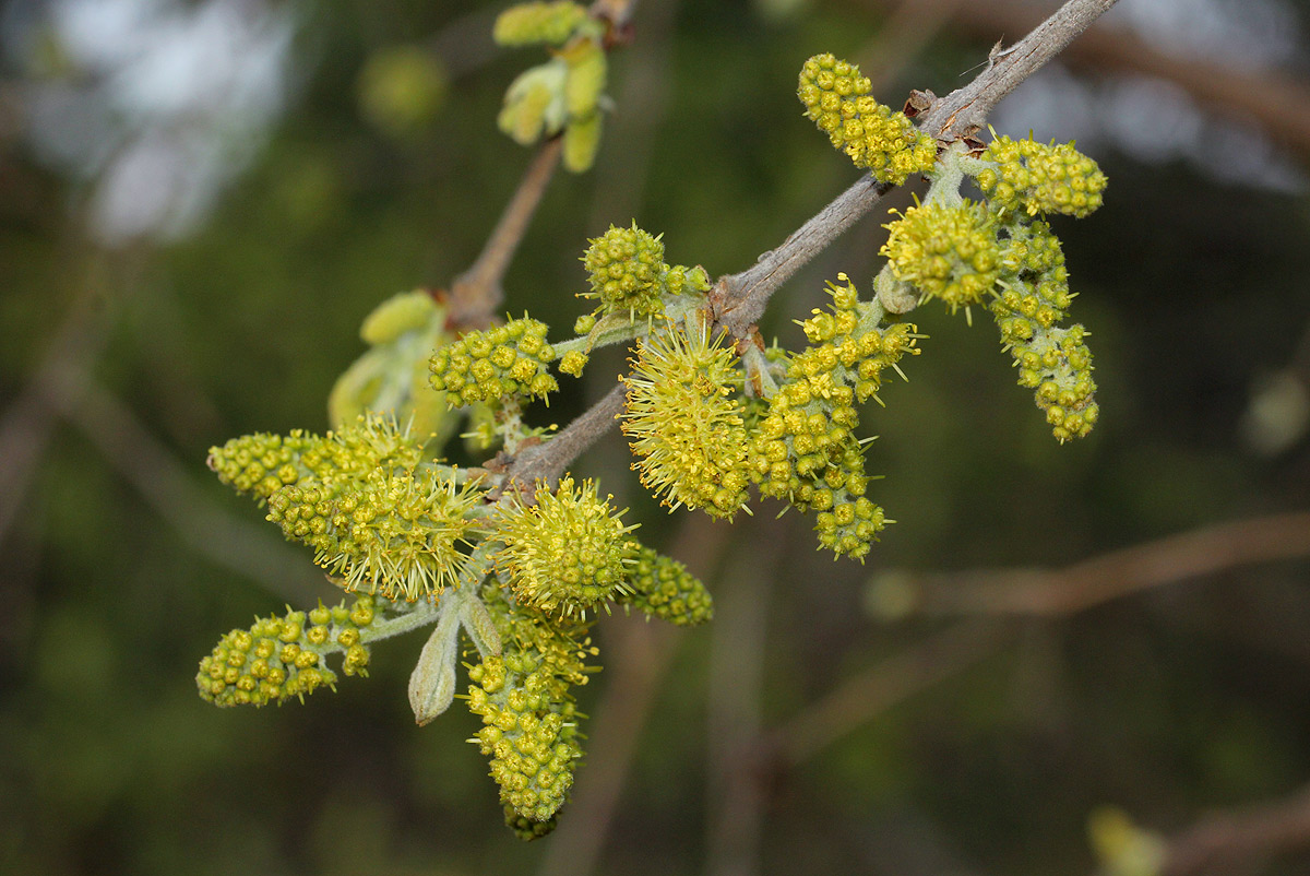 Combretum molle Combretum molle