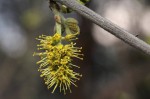 Combretum molle