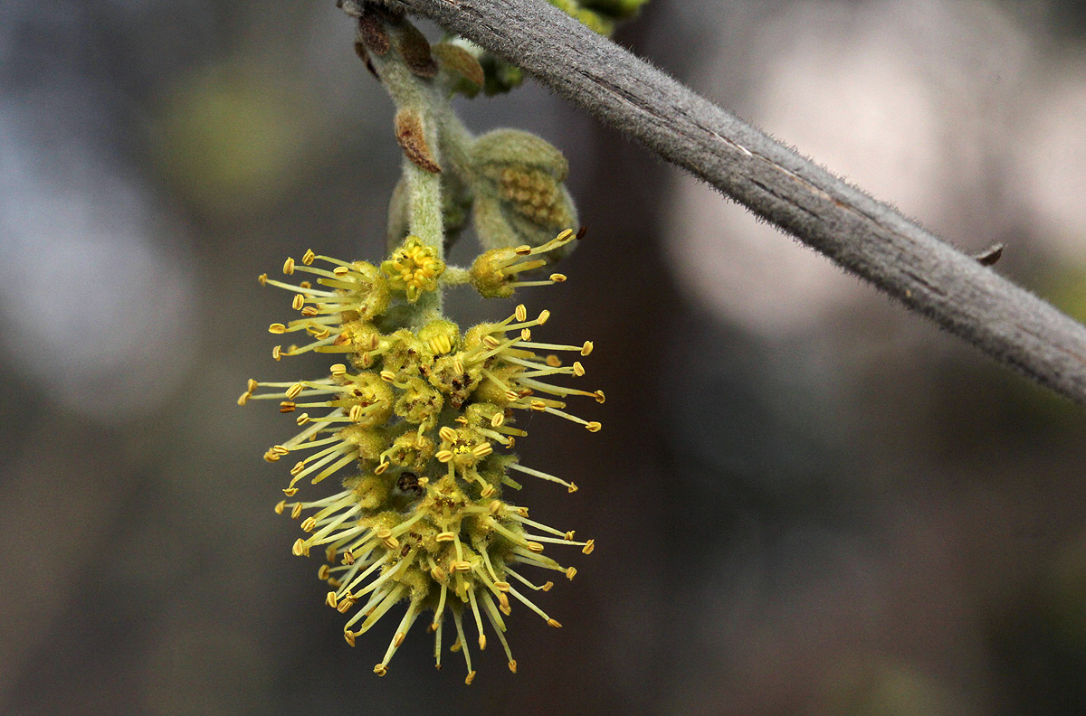 Combretum molle Combretum molle