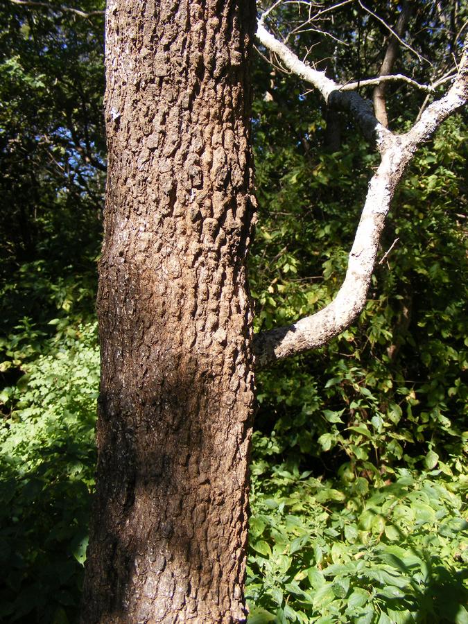 Combretum molle Combretum molle