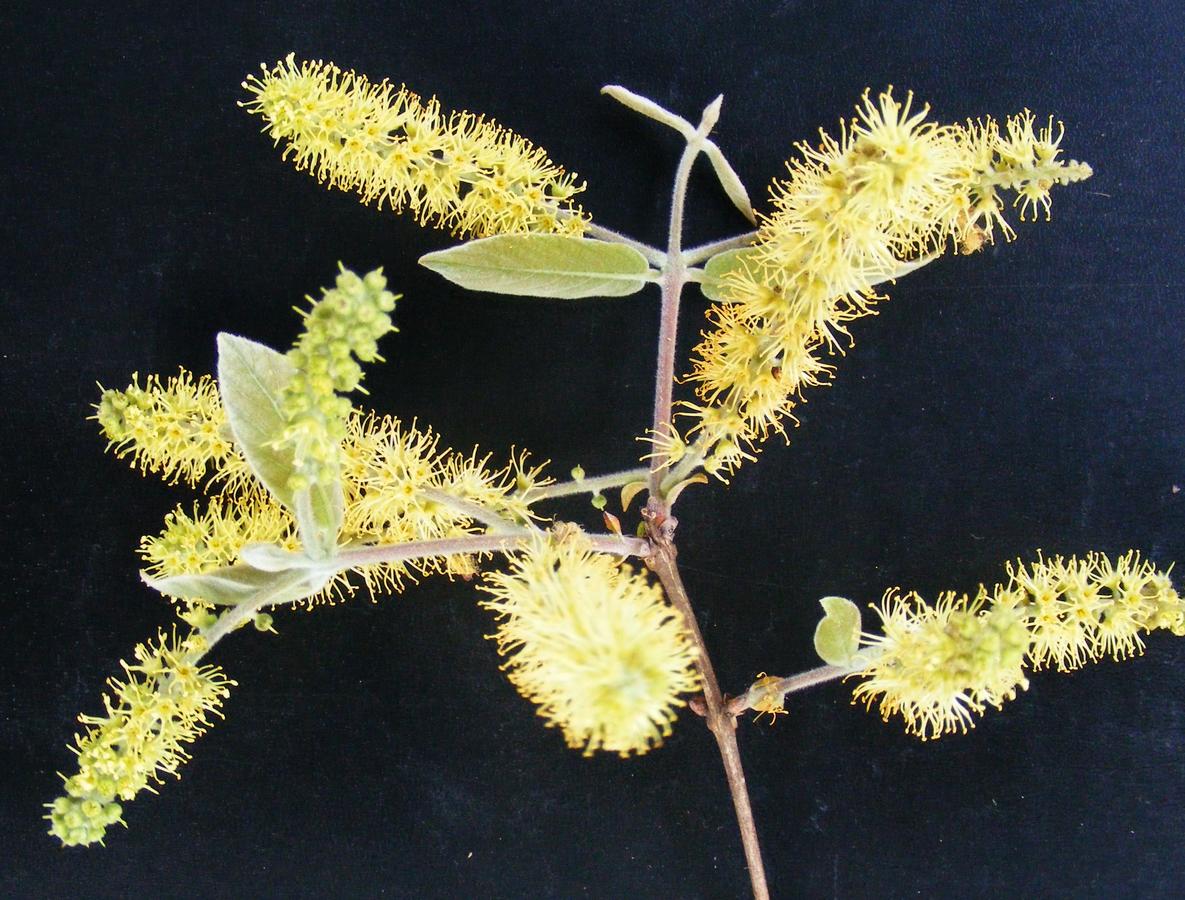 Combretum molle Combretum molle