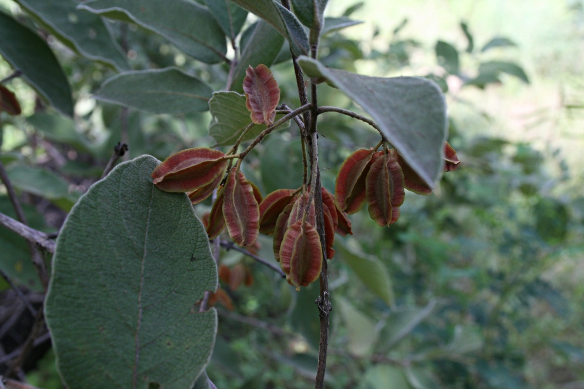 Combretum molle Combretum molle