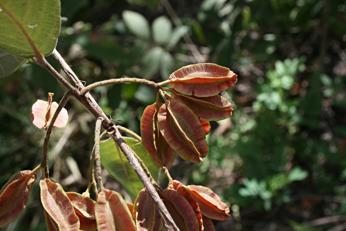 Combretum molle Combretum molle
