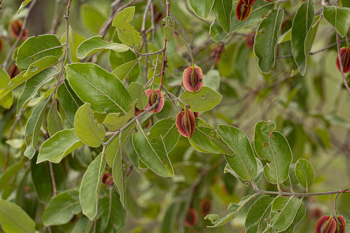 Combretum molle Combretum molle
