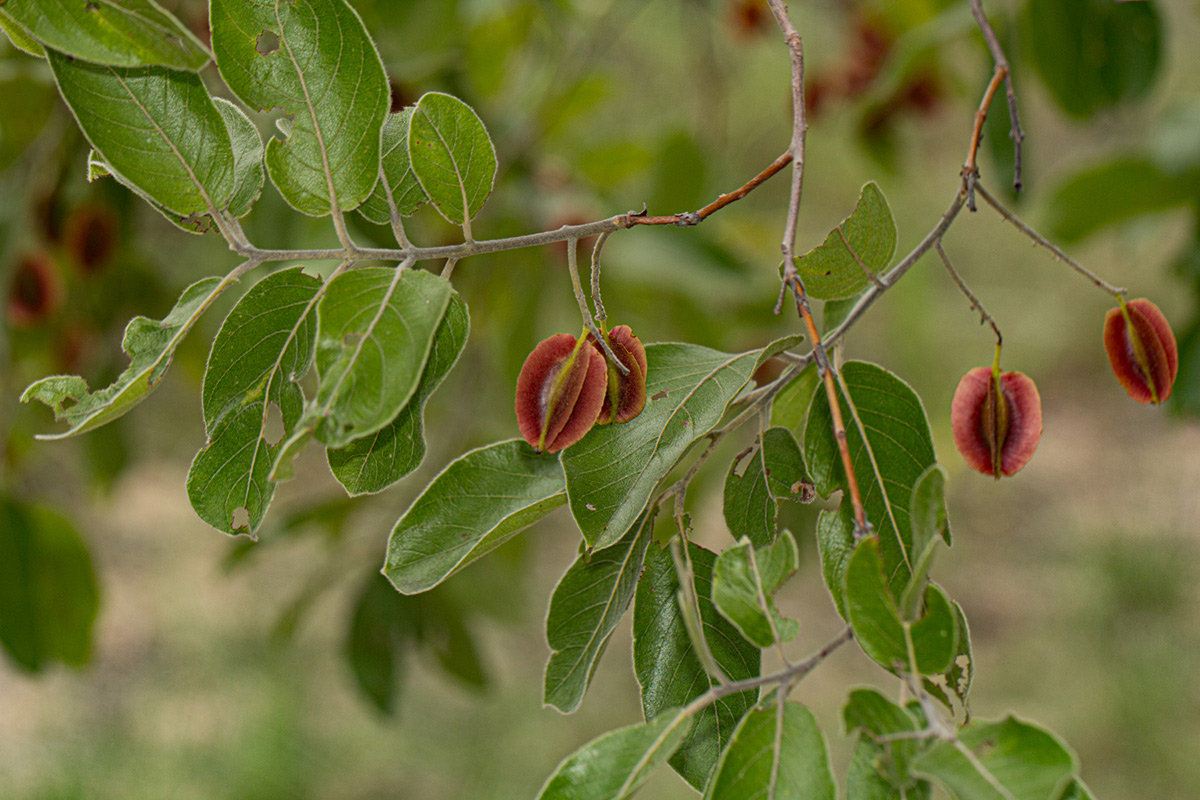 Combretum molle Combretum molle