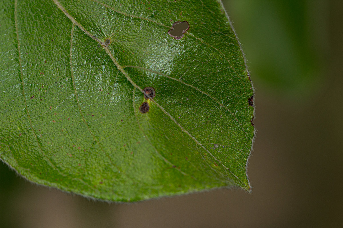 Combretum molle Combretum molle