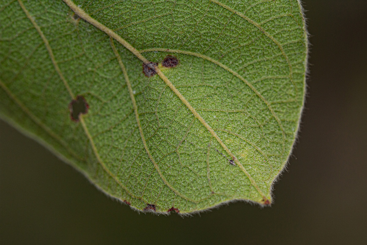 Combretum molle Combretum molle