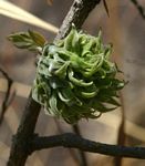 Combretum molle