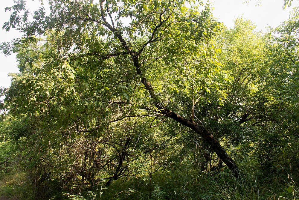 Combretum molle