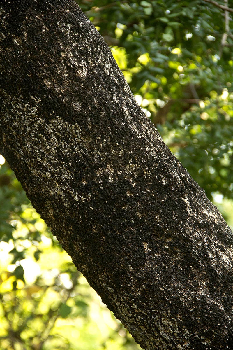 Combretum molle