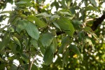 Combretum molle