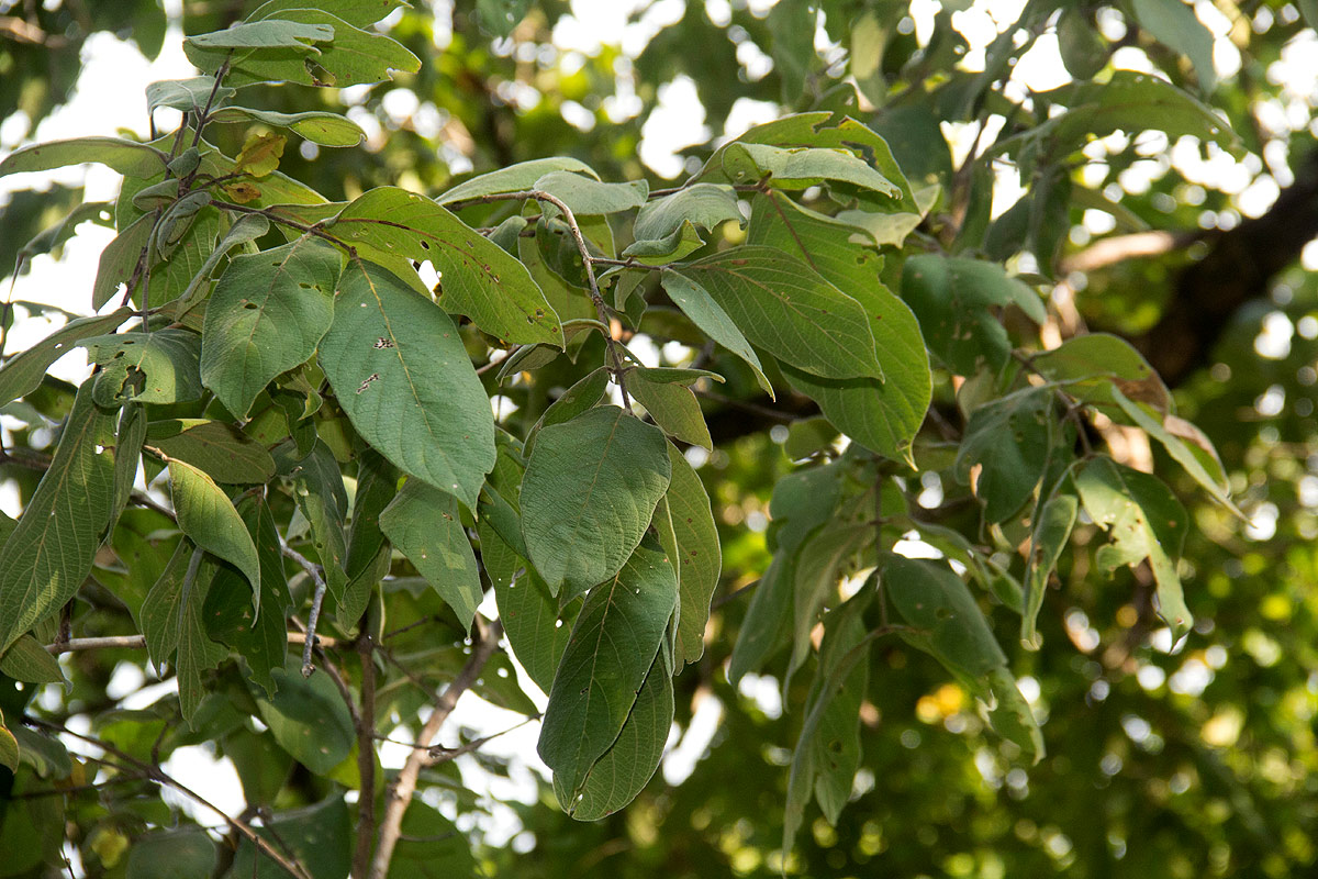 Combretum molle