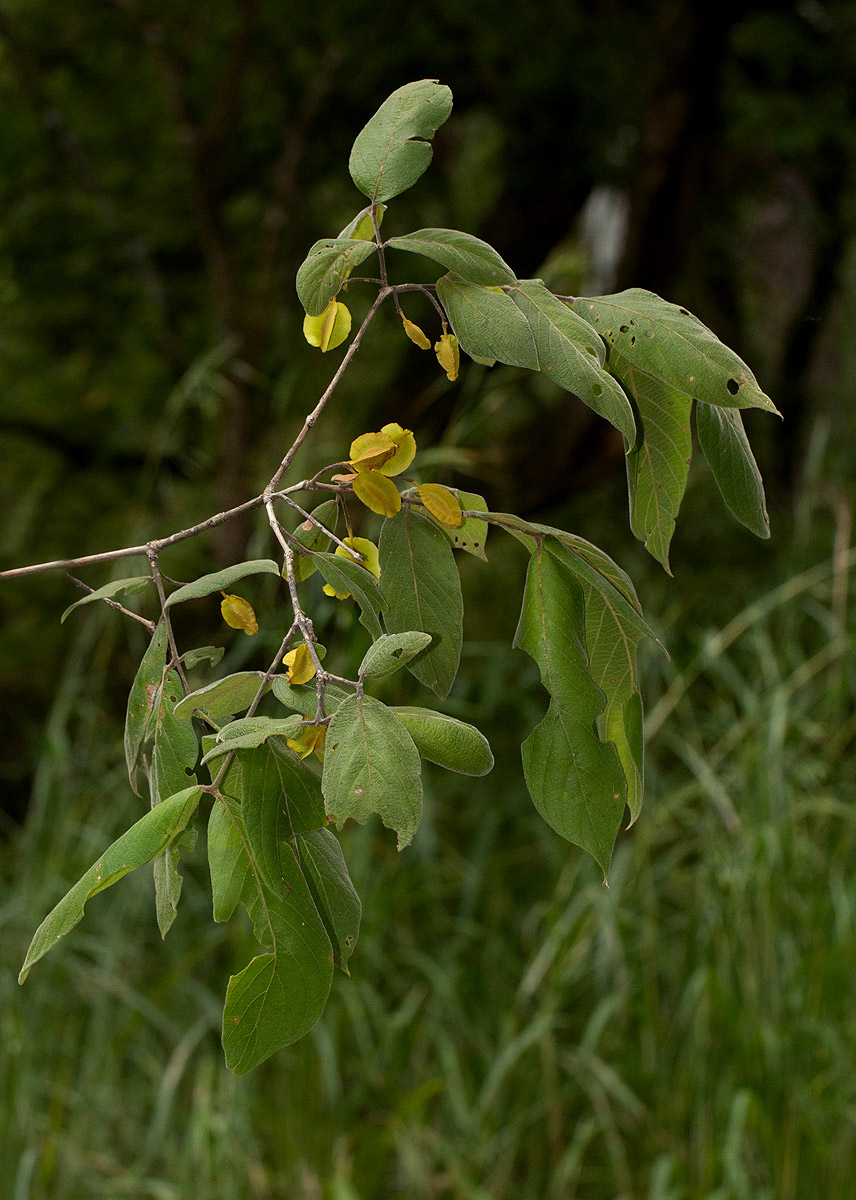 Combretum molle