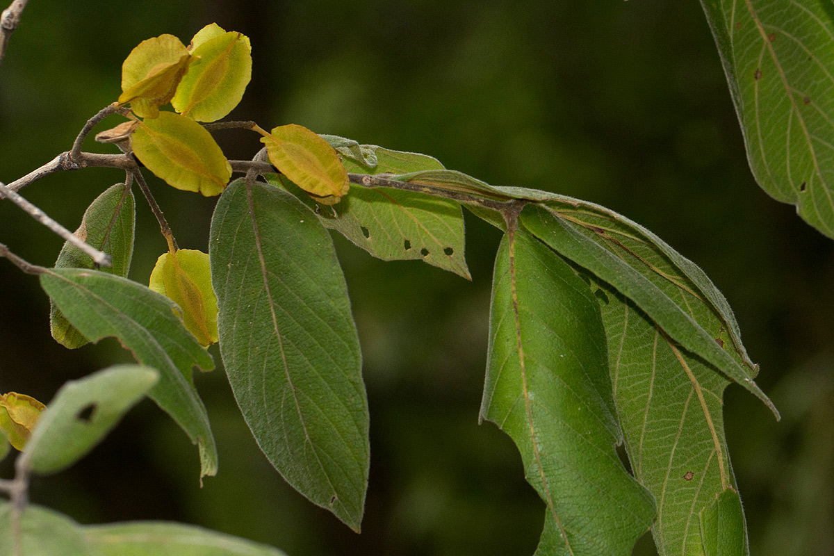 Combretum molle