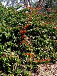 Combretum paniculatum