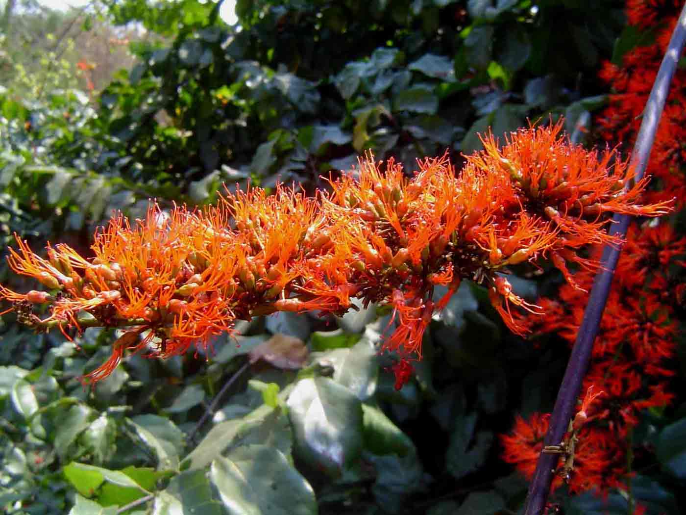 Combretum paniculatum Combretum paniculatum