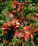 Combretum paniculatum