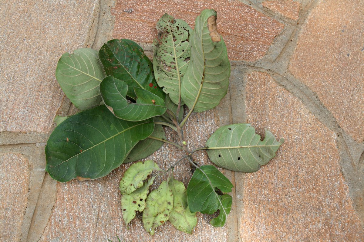 Terminalia mollis Terminalia mollis