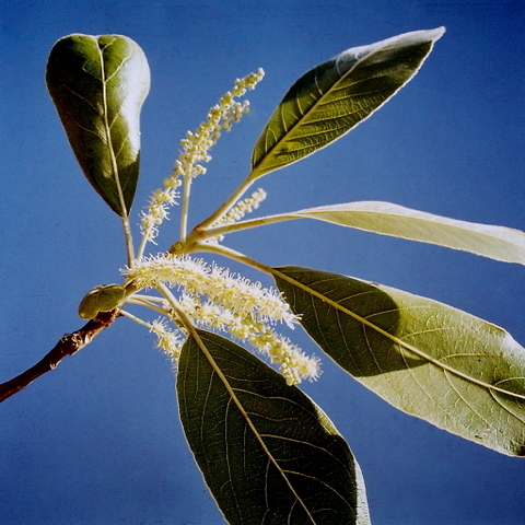 Terminalia mollis Terminalia mollis