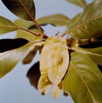 Terminalia mollis