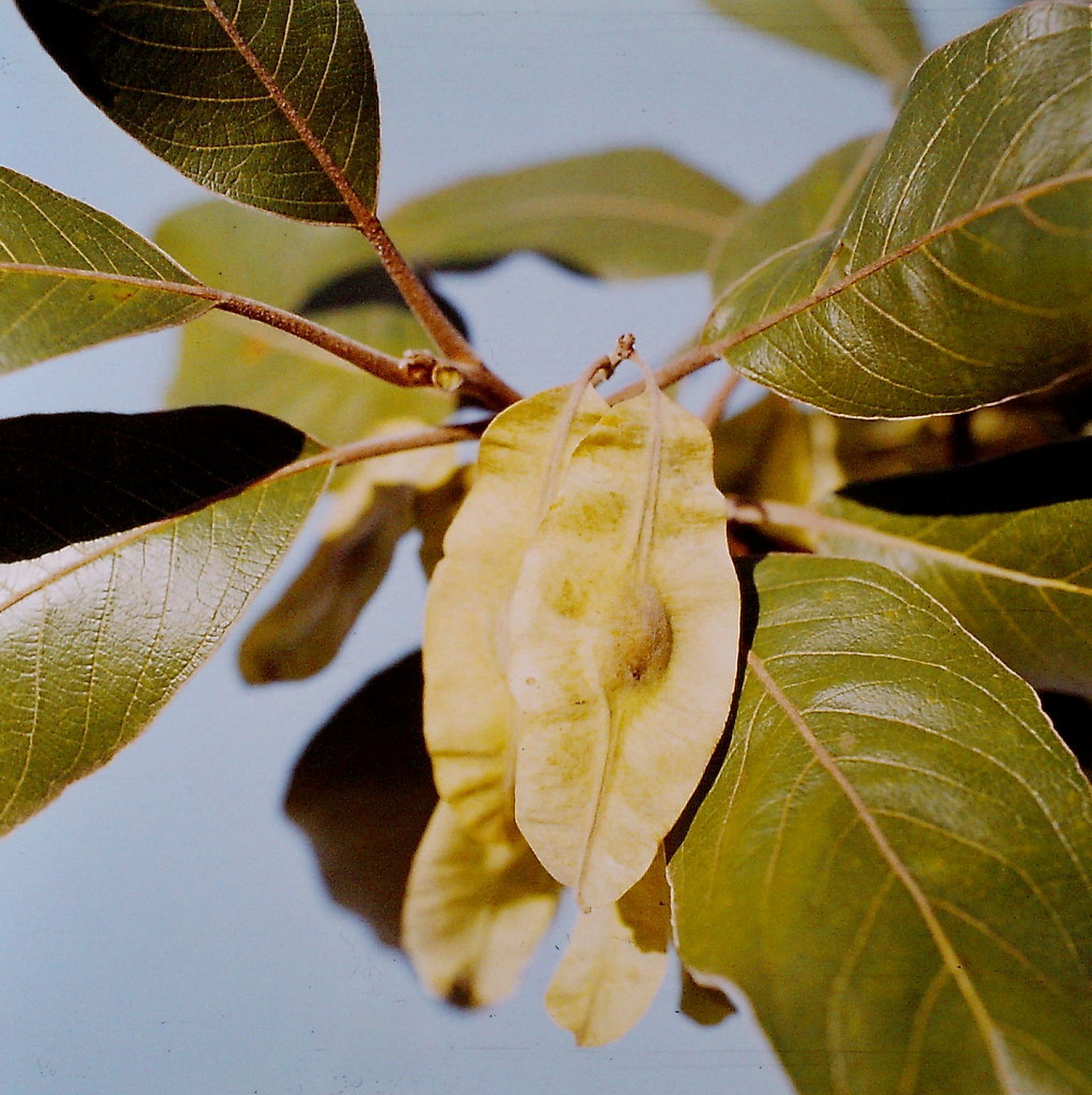 Terminalia mollis Terminalia mollis