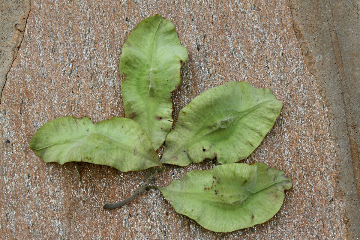 Terminalia mollis