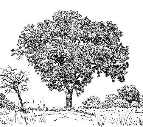Terminalia mollis Terminalia mollis