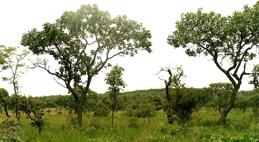 Terminalia mollis Terminalia mollis