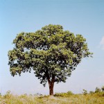 Terminalia mollis