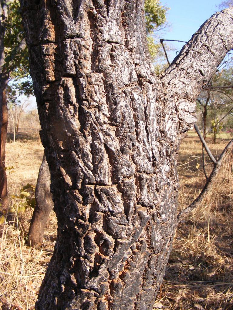 Terminalia mollis