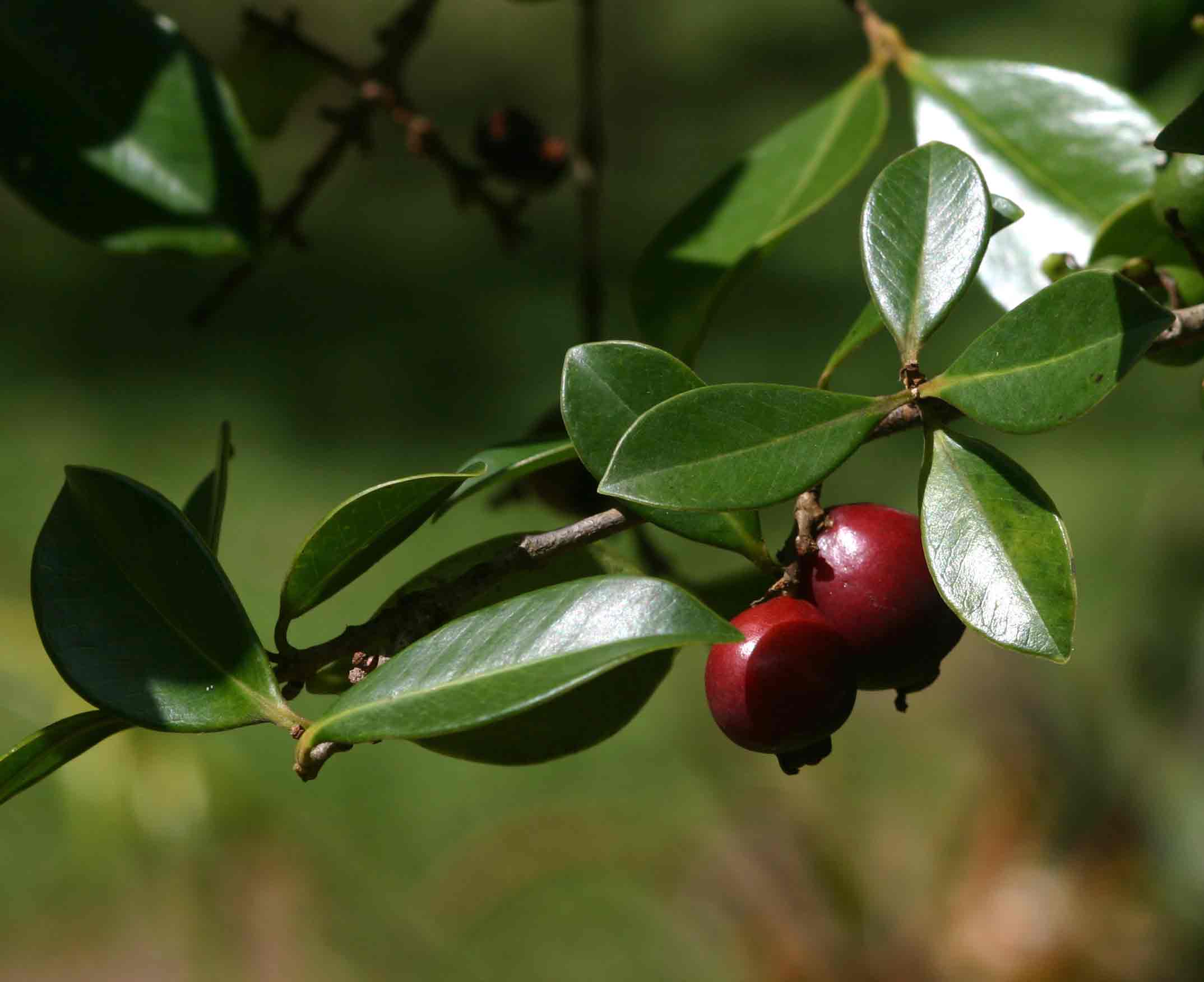 Psidium cattleianum Psidium cattleianum