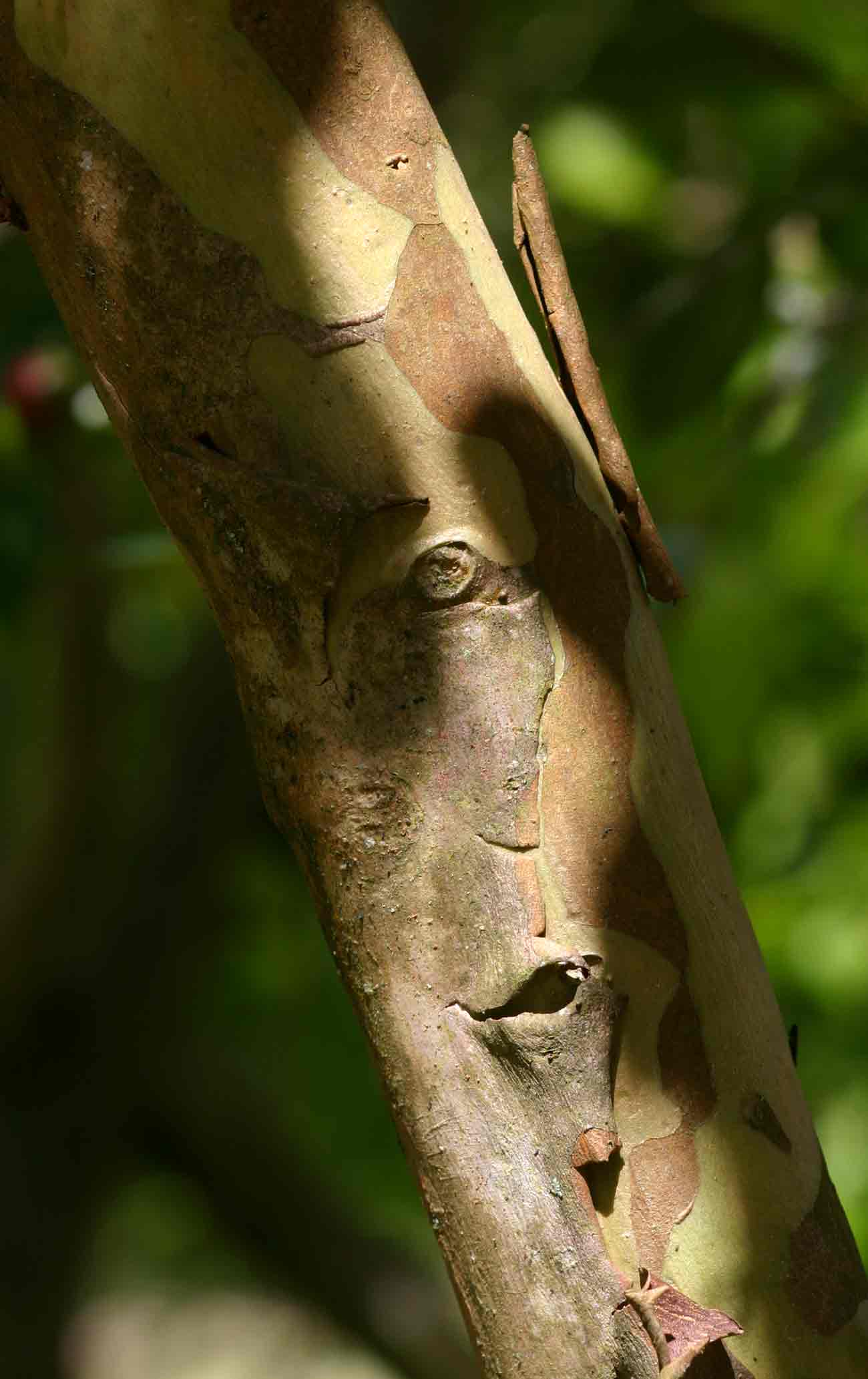 Psidium cattleianum Psidium cattleianum