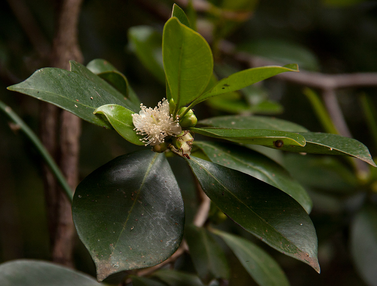 Psidium cattleianum Psidium cattleianum