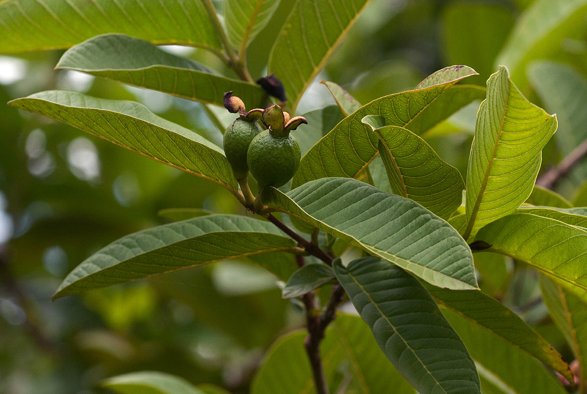 Psidium guajava Psidium guajava