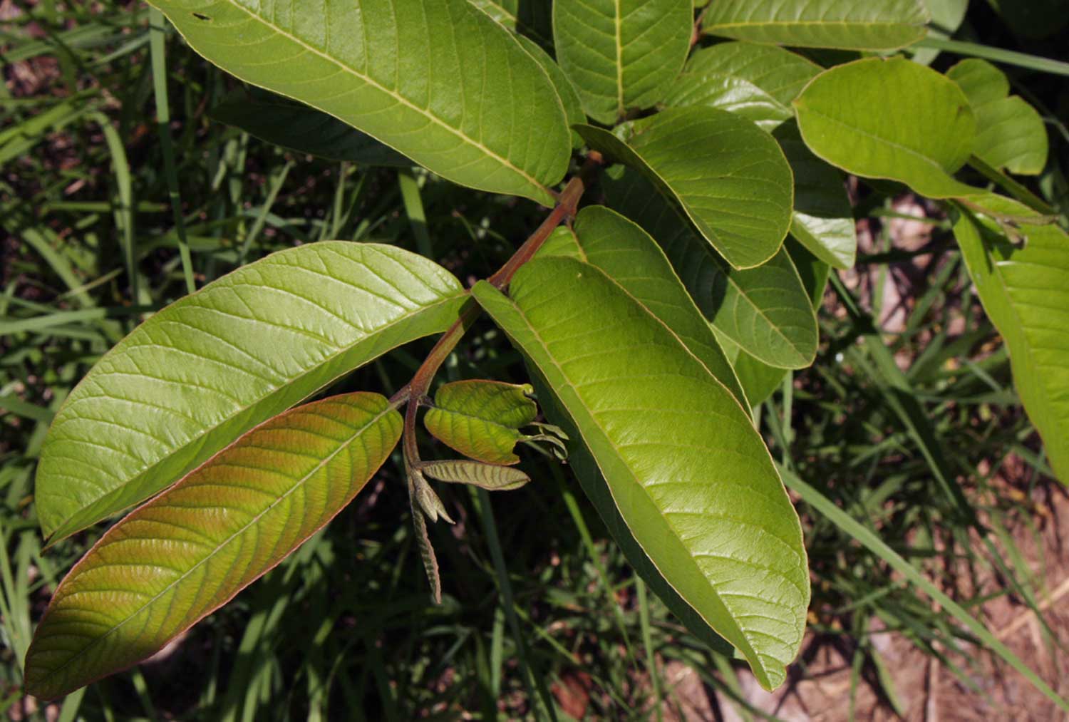 Psidium guajava Psidium guajava