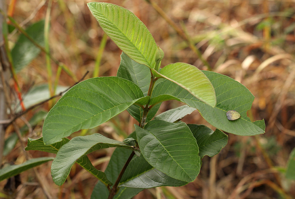 Psidium guajava Psidium guajava