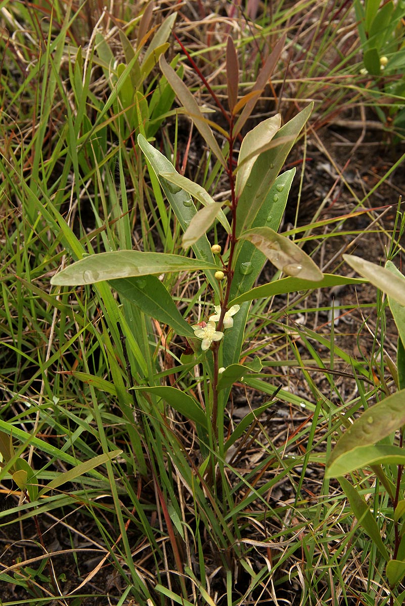 Eugenia malangensis