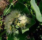 Syzygium cordatum