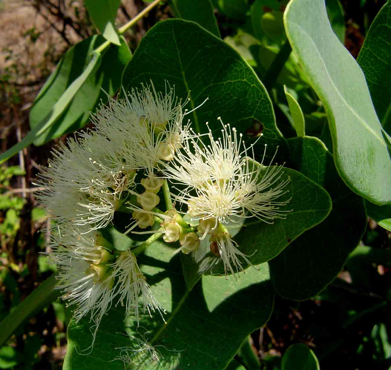 Syzygium cordatum