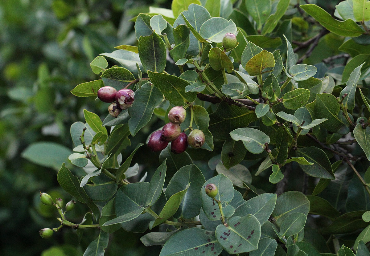 Syzygium cordatum