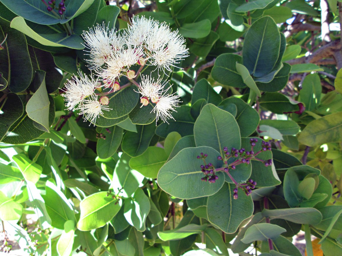 Syzygium cordatum