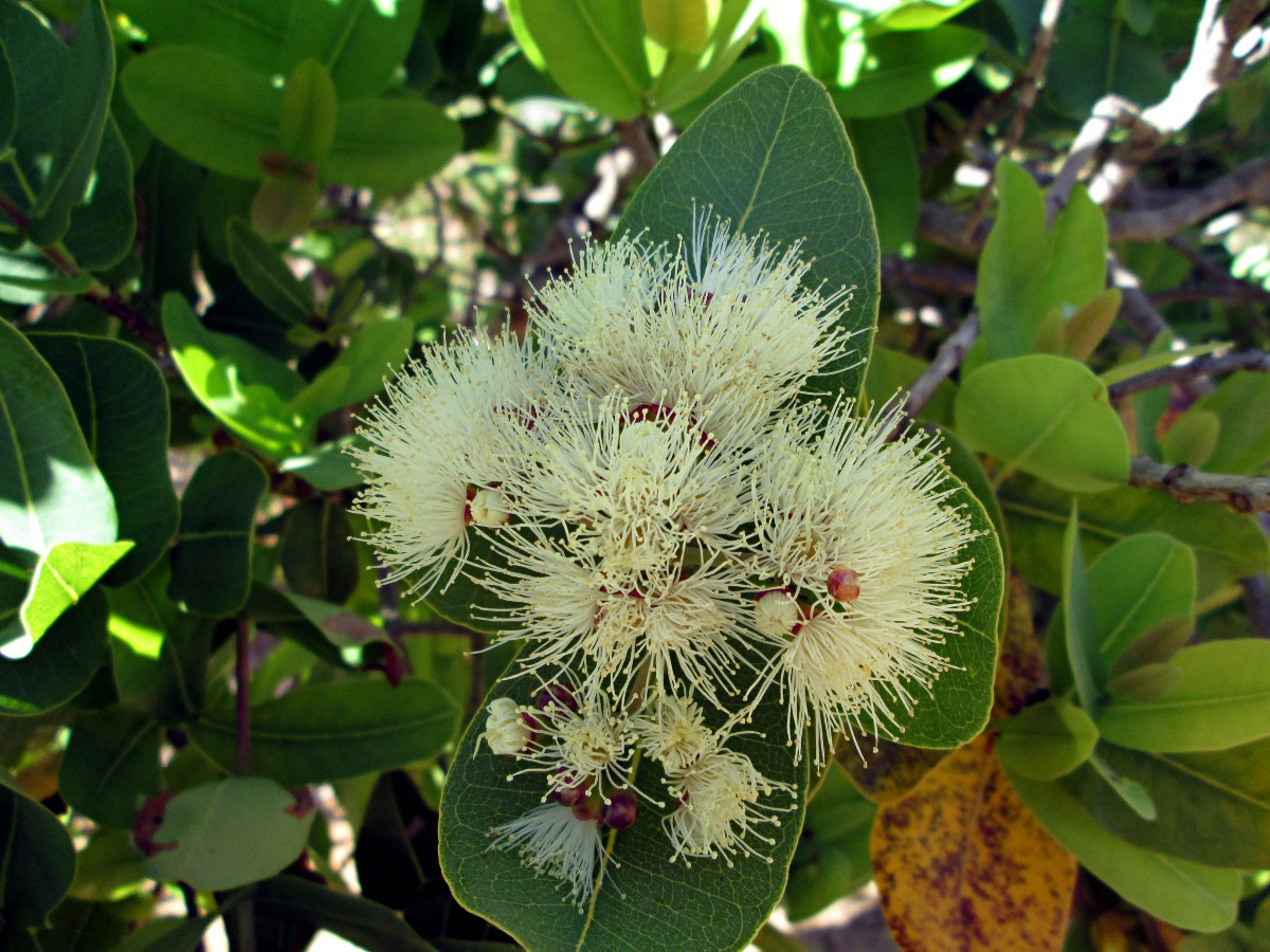 Syzygium cordatum