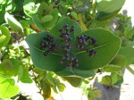 Syzygium cordatum