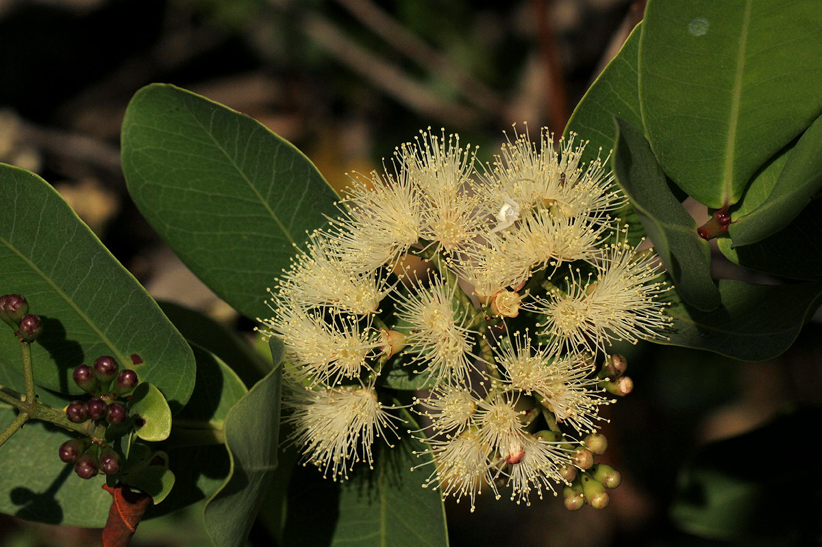 Syzygium cordatum