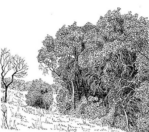 Syzygium cordatum Syzygium cordatum