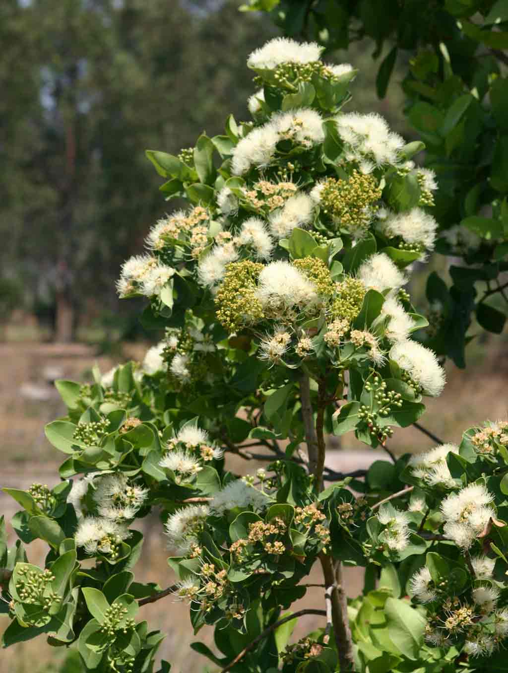 Syzygium cordatum